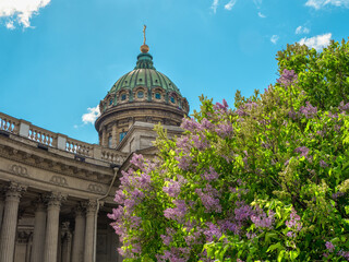 The spring scenic with Kazan Cathedral in lilac flowers, iconic landmark in St. Petersburg