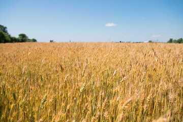 wheat field in the summer