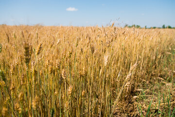 golden wheat field in summer