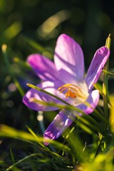 A portrait of an open purple crocus flower standing in between the grass getting hit with some beautiful sunlight on a blurred background in a garden. The orange pistils of the flower are visible.