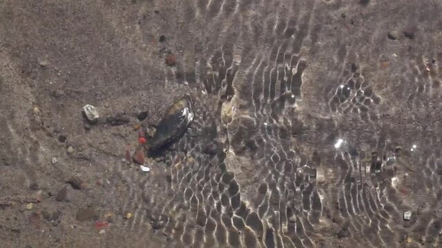 River oysters, river clam shell on the bottom in a clear stream. bright day view from above