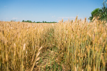 golden wheat field in summer