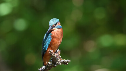 Eisvogel