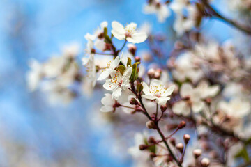 Almond blossom. Spring Flower. Pink pistils. Petals of the almond blossom. Green stem with pink flowers. Tree covered in flowers. Almond tree