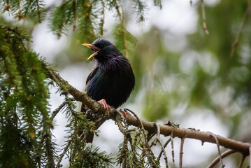 Selective focus photo. Starling bird. Sturnus vulgaris