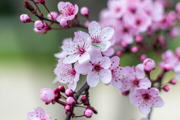 Almond blossom. Spring Flower. Pink pistils. Petals of the almond blossom. Green stem with pink flowers. Tree covered in flowers. Almond tree