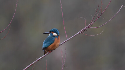 Eisvogel