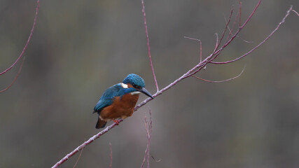 Eisvogel