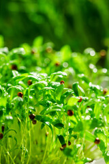 Close-up of the sprouted microgreen coriander with seeds in the home greenhouse under the sun' rays. Bright abstract green background. agroculture. Proper nutrition.