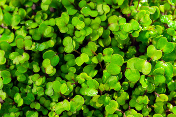 Close-up of the sprouted microgreen of the arugula under the bright rays of the sun. Proper healthy nutrition. Growing greenery on the windowsill of the house.