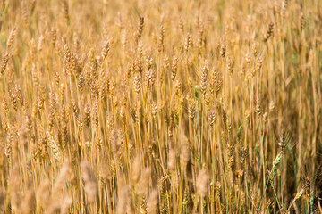 golden wheat field in summer
