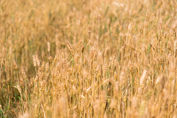 golden wheat field in summer