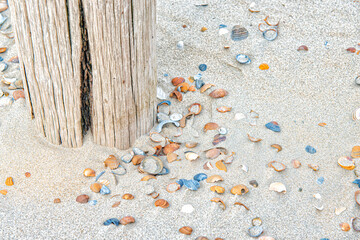 Dutch beach with beach posts and beautiful shells on the white sand.