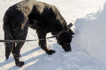 Black big dog walking on a leash