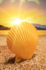 Sunset Seashell on the beach