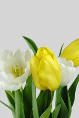 Bunch of white and yellow tulips.