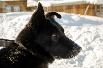Black big dog walking on a leash