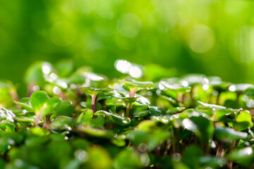 Close-up of the sprouted microgreen kohlrabi in the greenhouse under the sun. Greens for salad. Abstract background. Agroculture. Home gardening. Sprouted seeds.