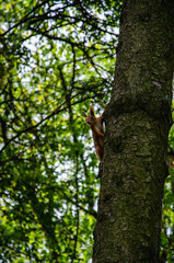 Red squirrel climbing a tree natural background