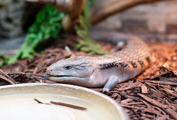 Close-up of a skink lizard with a blue tongue with tongue details on sawdust background