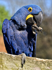 Profile portrait blue hyacinth macaw (Anodorhynchus hyacinthinus) © Christian Musat