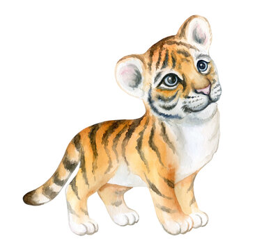 Tiger baby, tiger cub watercolor isolated on white background. Animal. Watercolor. Illustration