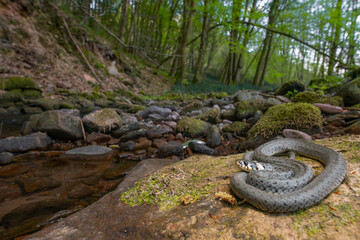 Ringelnatter / Common Grass Snake (Natrix natrix) - Baden-Württemberg, Germany