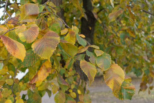 Yellow, brown and green leaves of Ulmus laevis in october
