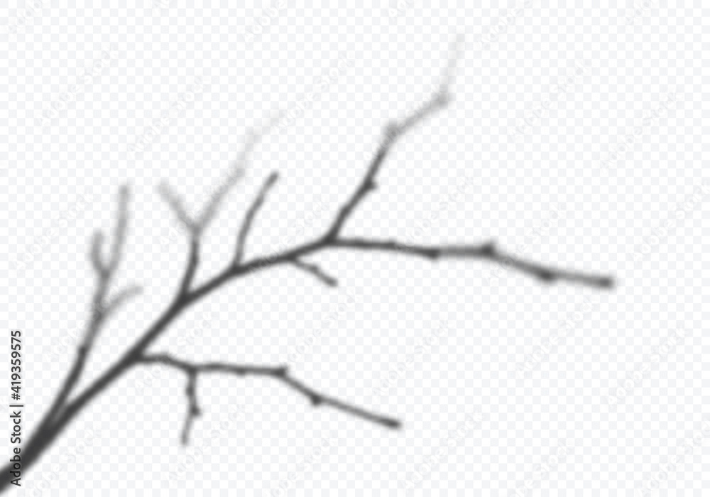 Poster vector transparent shadow of tree branch. decorative design element for presentations and mockups. c
