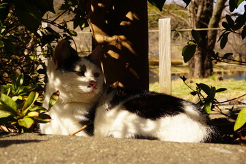 野良猫