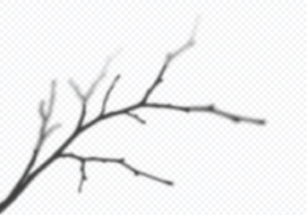 Vector Transparent Shadow of Tree Branch. Decorative Design Element for Presentations and Mockups. Creative Overlay Effect of Tree Shadow