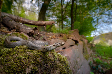 Fototapeta na wymiar Schlingnatter / Smooth Snake (Coronella austriaca) - Baden-Württemberg, Germany
