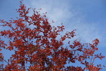 Vibrant red autumnal foliage of rowan against blue sky in mid October