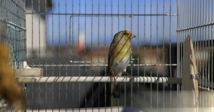 Canary serinus canaria with European Goldfinch carduelis mix breed perched on a bar inside a cage and singing