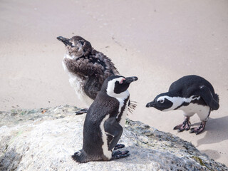 Chick and older penguins in south african penguin colony on Bolder beach near Cape Town