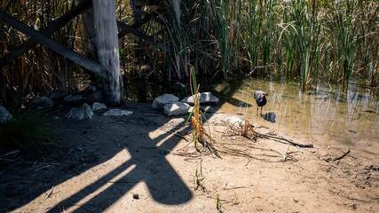 Outdoors photo of the shore