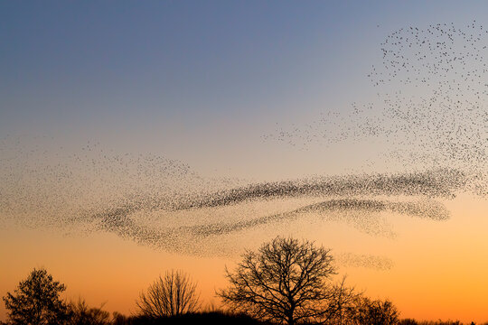 Beautiful large flock of starlings. A flock of starlings birds fly in the Netherlands. During January and February, hundreds of thousands of starlings gathered in huge clouds. Starling murmurations.