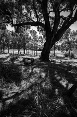 trees in the park