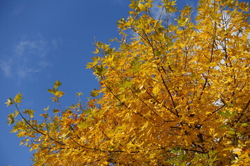 Sky and branches of Fraxinus pennsylvanica in October
