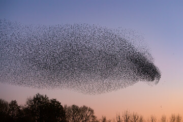 Beautiful large flock of starlings. A flock of starlings birds fly in the Netherlands. During...