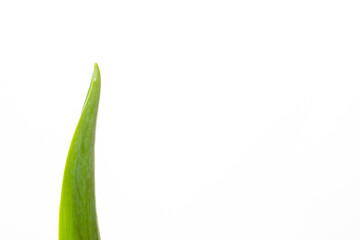 Green leaf of tulip isolated on white background