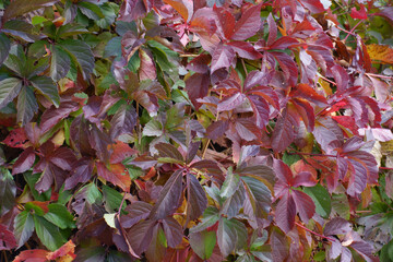 Autumnal foliage of Parthenocissus quinquefolia in October