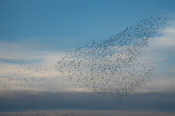 Fototapeta premium Beautiful large flock of starlings. A flock of starlings birds fly in the Netherlands. During January and February, hundreds of thousands of starlings gathered in huge clouds. Starling murmurations.
