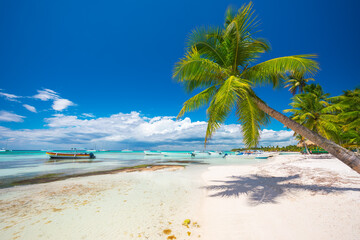 Palmtree and tropical beach, nature landscape of paradise island in the ocean