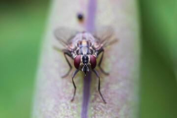 fly on a flower