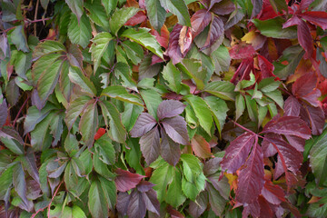 Carmine red, green and purple foliage of Parthenocissus quinquefolia in October