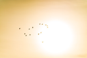 Entenschwarm im Flug im Sonnenball