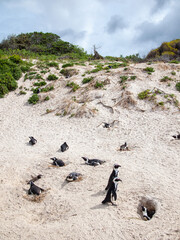 Penguin colony nesting on Bolder beach near Cape Town