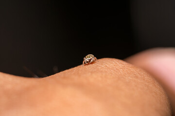 Far away shot of a tiny jumping spider on a finger 