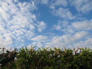 leafy foliage against a blue cloudy sky